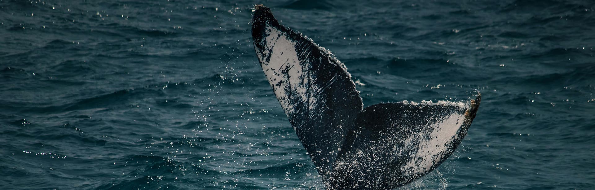 A whale's tail breaches the surface of the ocean, spraying water.