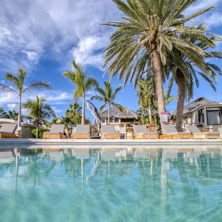 A serene pool area with lounge chairs surrounded by palm trees under a blue sky.